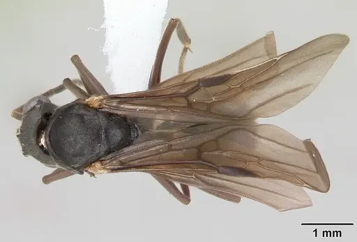 Dolichoderus bispinosus - CASENT0173834