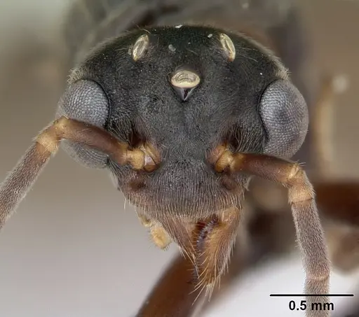 Dolichoderus bispinosus - CASENT0173834