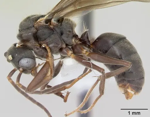 Dolichoderus bispinosus - CASENT0173834