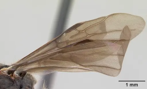 Dolichoderus bispinosus - CASENT0173834