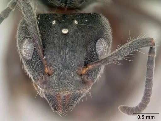 Dolichoderus bispinosus - CASENT0173835