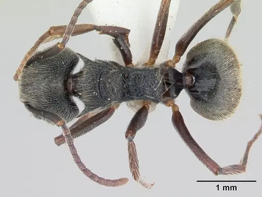 Dolichoderus bispinosus - CASENT0178724