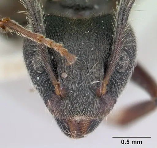 Dolichoderus bispinosus - CASENT0178724