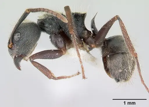 Dolichoderus bispinosus - CASENT0178724