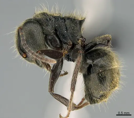 Dolichoderus bispinosus - CASENT0191025
