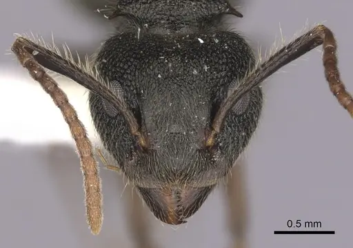 Dolichoderus bispinosus - CASENT0249647