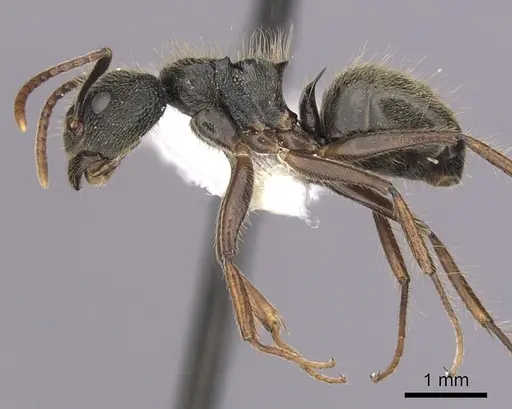 Dolichoderus bispinosus - CASENT0249647