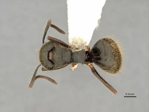 Dolichoderus bispinosus - CASENT0866515