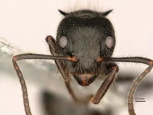Dolichoderus bispinosus - CASENT0866515