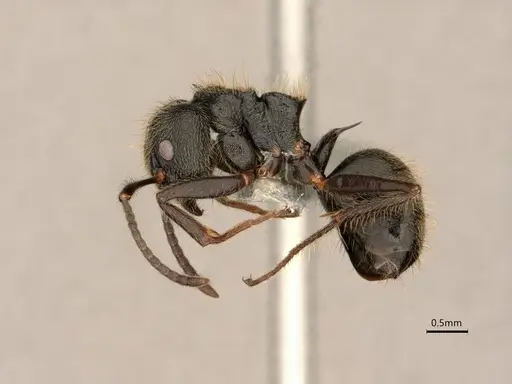 Dolichoderus bispinosus - CASENT0866515