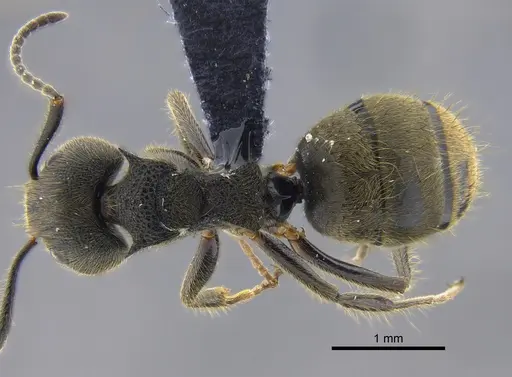 Dolichoderus bispinosus - CBUMAGENT41844