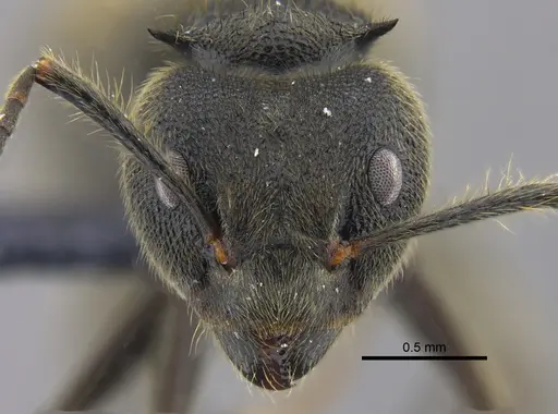 Dolichoderus bispinosus - CBUMAGENT41844