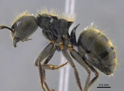 Dolichoderus bispinosus - CBUMAGENT41844