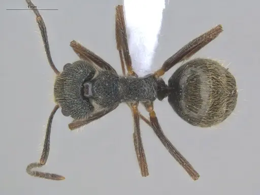 Dolichoderus bispinosus - ECOFOG-IT14-1004-20