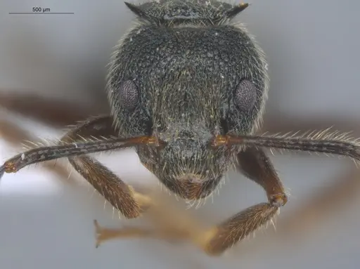 Dolichoderus bispinosus - ECOFOG-IT14-1004-20