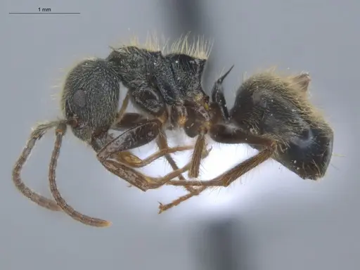 Dolichoderus bispinosus - ECOFOG-IT14-1004-20