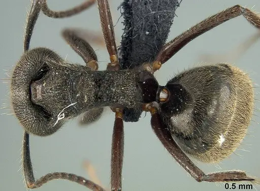 Dolichoderus bispinosus - USNMENT01124239