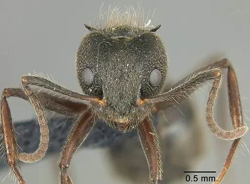 Dolichoderus bispinosus - USNMENT01124239