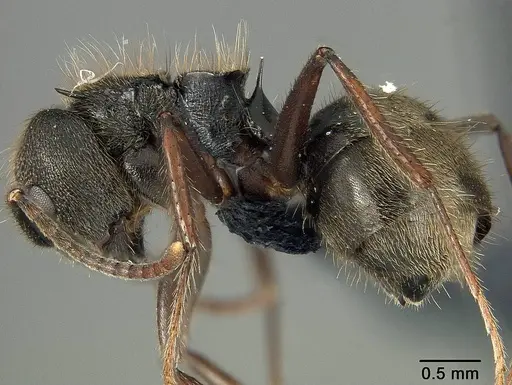 Dolichoderus bispinosus - USNMENT01124239