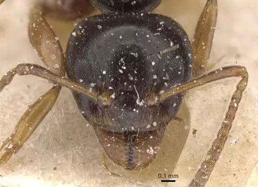 Dolichoderus brevis specimen