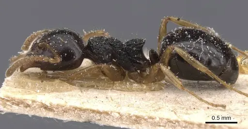Dolichoderus brevis specimen