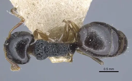 Dolichoderus brevis - CASENT0917097