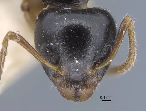 Dolichoderus brevis - CASENT0917097