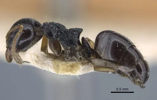 Dolichoderus brevis - CASENT0917097