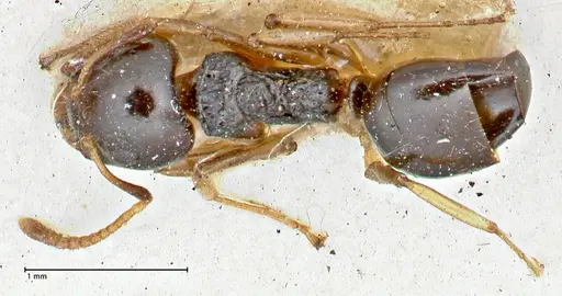 Dolichoderus brevis - FOCOL2777