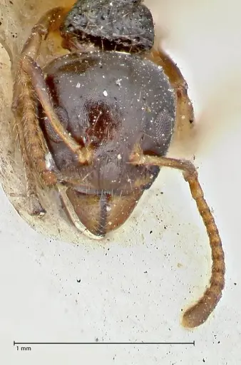 Dolichoderus brevis - FOCOL2777
