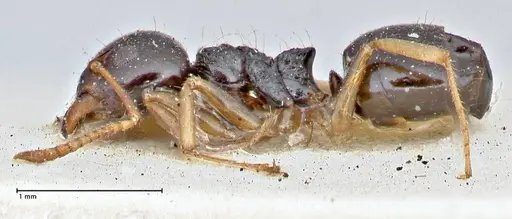 Dolichoderus brevis - FOCOL2777