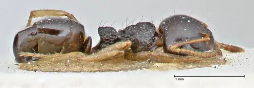 Dolichoderus brevis - FOCOL2777