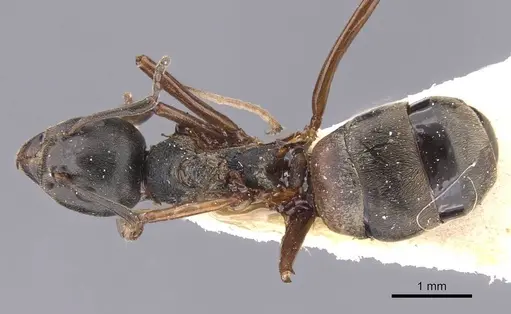 Dolichoderus brevithorax specimen
