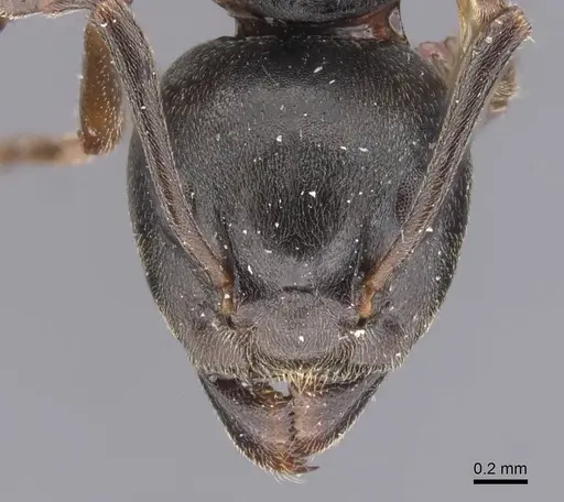 Dolichoderus brevithorax specimen