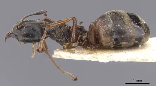 Dolichoderus brevithorax specimen