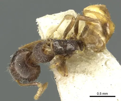 Dolichoderus burmanicus specimen