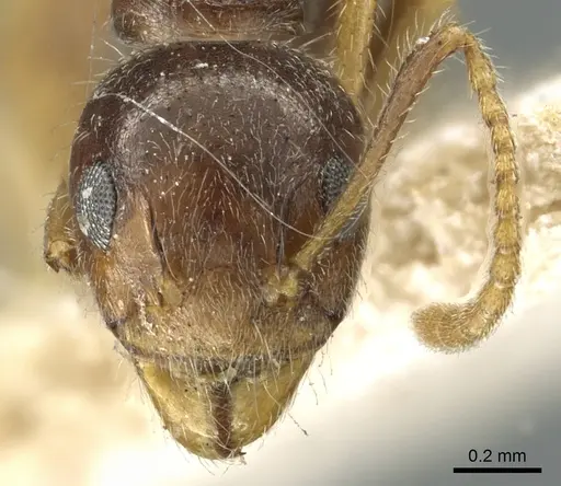 Dolichoderus burmanicus specimen