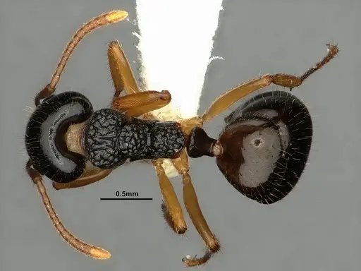 Dolichoderus butteli specimen