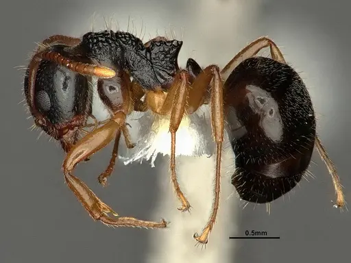 Dolichoderus butteli specimen