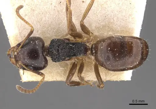 Dolichoderus butteli - CASENT0909480