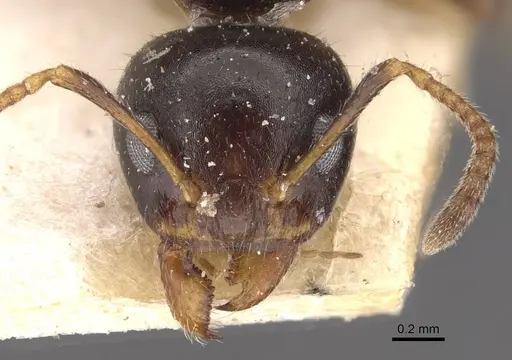 Dolichoderus butteli - CASENT0909480