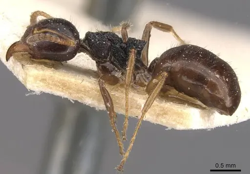 Dolichoderus butteli - CASENT0909480