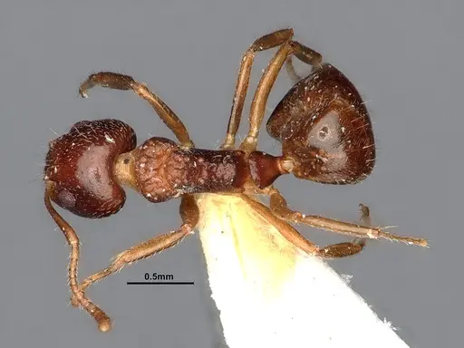 Dolichoderus butteli - SMFHYM0005380