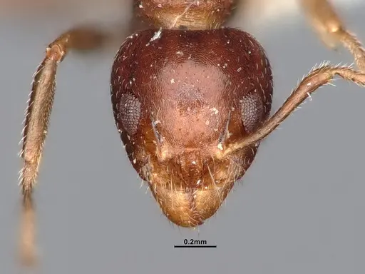 Dolichoderus butteli - SMFHYM0005380