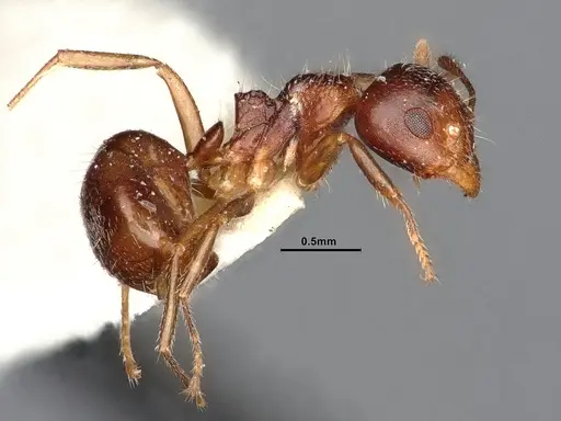 Dolichoderus butteli - SMFHYM0005380
