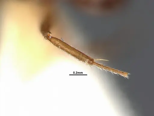 Dolichoderus butteli - SMFHYM0005380