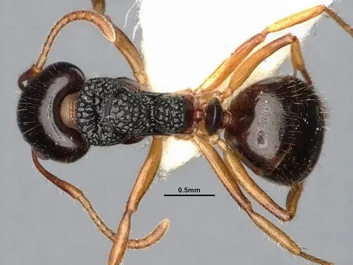 Dolichoderus butteli - SMFHYM0008906