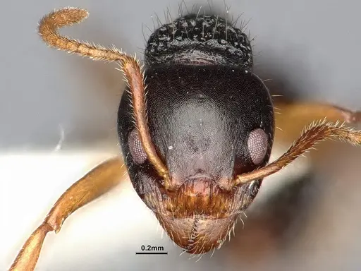 Dolichoderus butteli - SMFHYM0008906