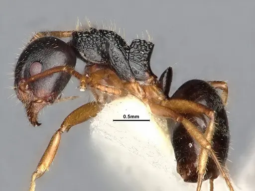 Dolichoderus butteli - SMFHYM0008906