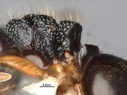 Dolichoderus butteli - SMFHYM0008906